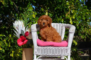 Cavoodle Puppies F1 - DNA Clear