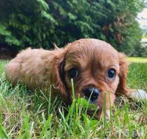 CAVALIER PUPPIES FOR SALE