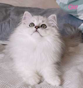 Silver Shaded British Longhair Kitten