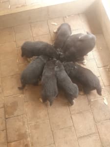 German Shepherd pure bred puppies for sale