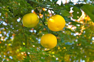 Grafted Yuzu Citrus Fruit Tree
