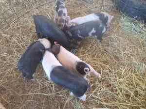 Pigs for sale ready now