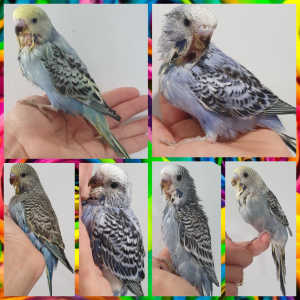 Tame Baby Budgies with Starter pax 