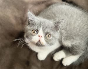 🐾 Adorable Exotic Shorthair Kittens - AVAILABLE NOW 🐾