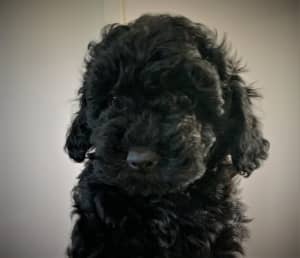 Toy Cavoodles - 2nd Gen- DNA Clear, Breeders Health Guarantee!
