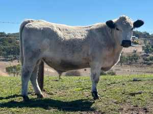 Registered Speckle Park Cows, Heifers and Bulls for sale from $3000