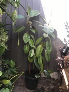 2 Rubber plants - healthy and established