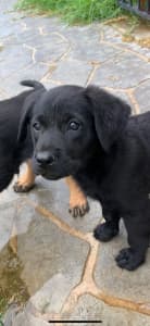 Labrador Retrieverdor x Kelpie Pup