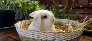 Female Mini Lop Cross Holland Lop Bunny Rabbit