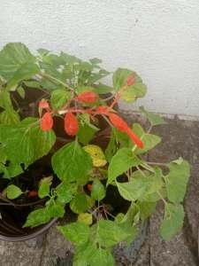 Six beautiful Red Salvias