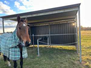 Free to good home Beautiful Thoroughbred Mare to good home