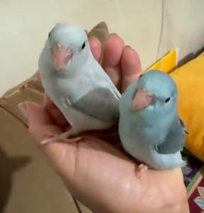 Parrot,hand raise parrotlet