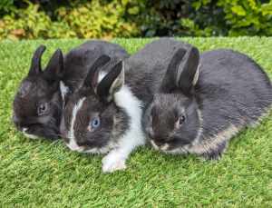 Pure breed Netherland dwarf bunnies 