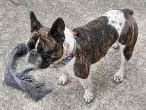 Stunning FRENCH BULLDOG FEMALE, TO GOOD HOME ONLY.