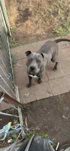 Blue staffy 15 months old for free