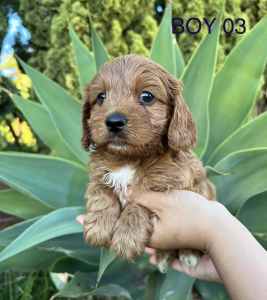 Gorgeous Little Cavoodle Puppies Are Looking For Lovely Family
