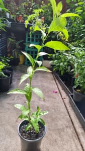 Night Jasmine plant in 14cm pot- Noble Park VIC 
