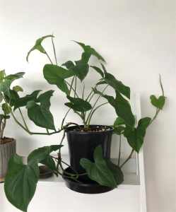Indoor plants healthy Syngonium Mojito Reverted