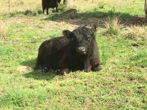 Miniature Galloway Cattle for sale