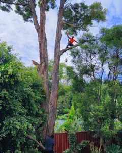 QualifiedArborist,Tree removal,tree cutting