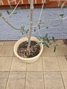 Olive Tree with Pot