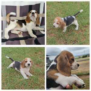 Beagle puppies looking for good homes