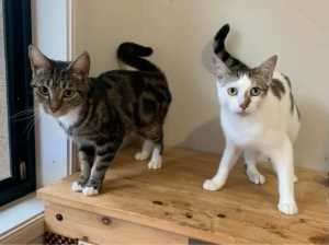 Bonded 1 year old females