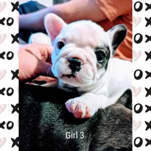 French bulldog puppies *ONE GIRL LEFT*