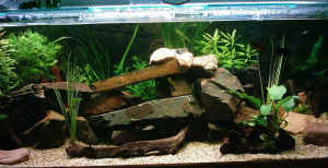Fish Tank 5ftx2ft Large with Accessories