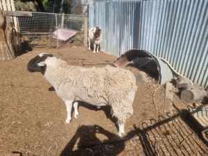 RAM FOR SALE Dorper self shedding wool