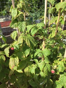 Raspberry plants vigorous and healthy