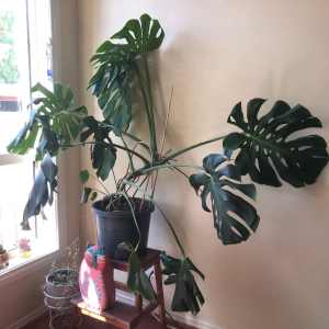 Large healthy monstera plant