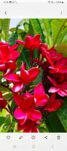 🪴🪴Frangipani Pure Red and many other plants available. 