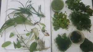 Aquatic plants &Mosses