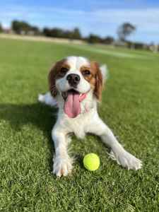 Cavalier King Charles Spaniel Adult looking for a new home