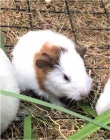 Baby male Guinea pig