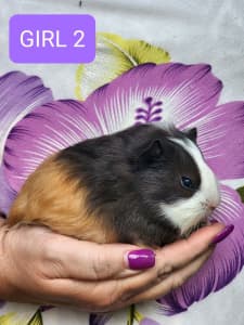 🐹 3 BABY GIRL GUINEA PIGS FOR SALE 🐹