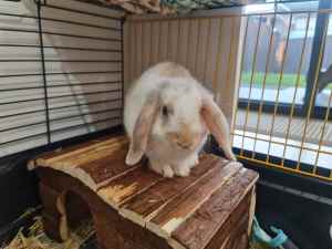 URGENT SALE Bunny for sale with cage, accessories, play pen and food. 