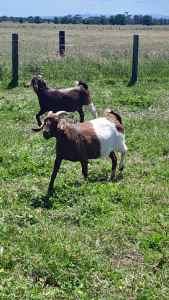 Boer Goats x2 Does 