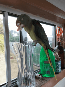Wanting to rehome Alexandrine parrot