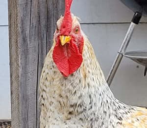 Beautiful Cream Crested Legbar Rooster 