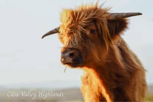 Highland cow for sale- sold pending pickup 