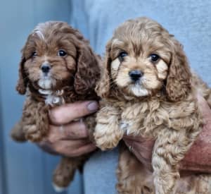 Adorable First Generation Toy Cavoodles.