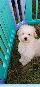 Ready now Tiny Teacup Poodle x maltese last puppy