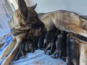 Pure breed German shepherd puppies