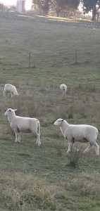 Cross bred lambs 