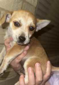 1 Male Jack Russell X Chihuahua Puppy (Microchipped & Vaccinated) 