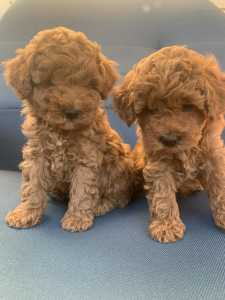 Red pure bread mini-toy poodle puppy