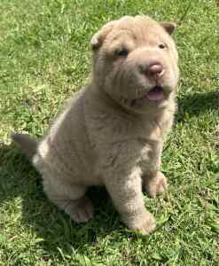 Purebred Shar Pei Puppy (ONLY 1 LEFT)