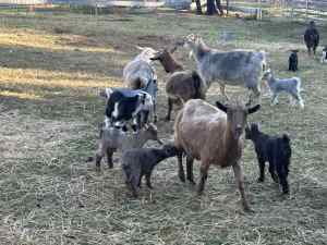 Goats - Small flock